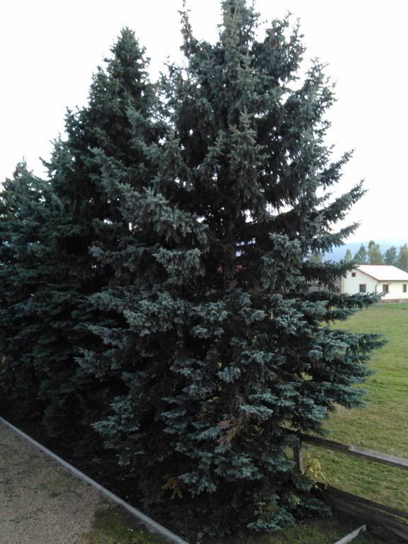 Ezüstfenyő Agroturisztikai Panzió Hotel Borzont Kültér fotó